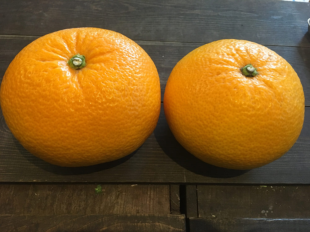 八朔（和歌山県有田川町 松坂農園） | 西喜商店